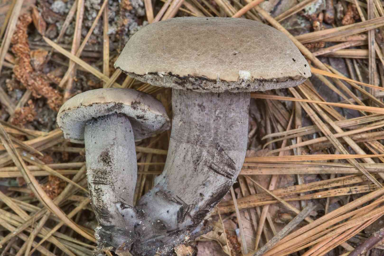 Grayflesh tylopilus (Tylopilus griseocarneus) thumbnail 3
