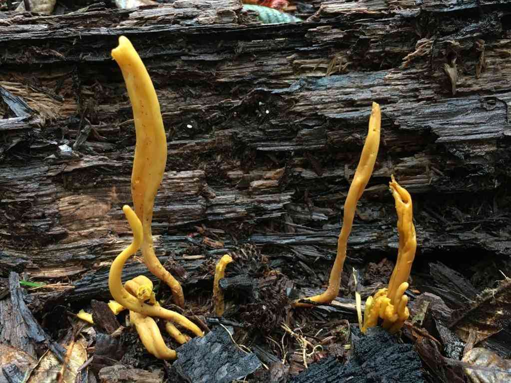 Handsome club (Clavulinopsis laeticolor) thumbnail 3