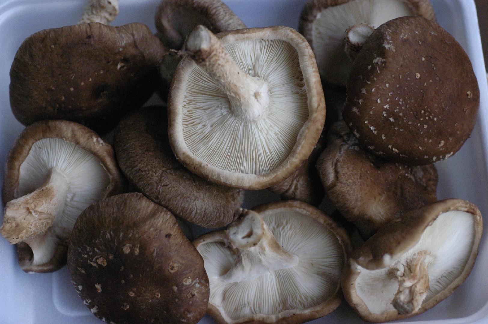 Shiitake thumbnail 2