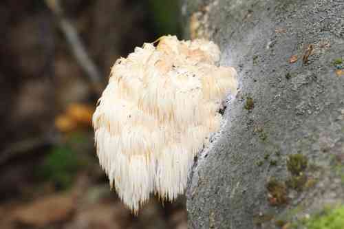 Bear's head tooth (Hericium americanum) thumbnail 3