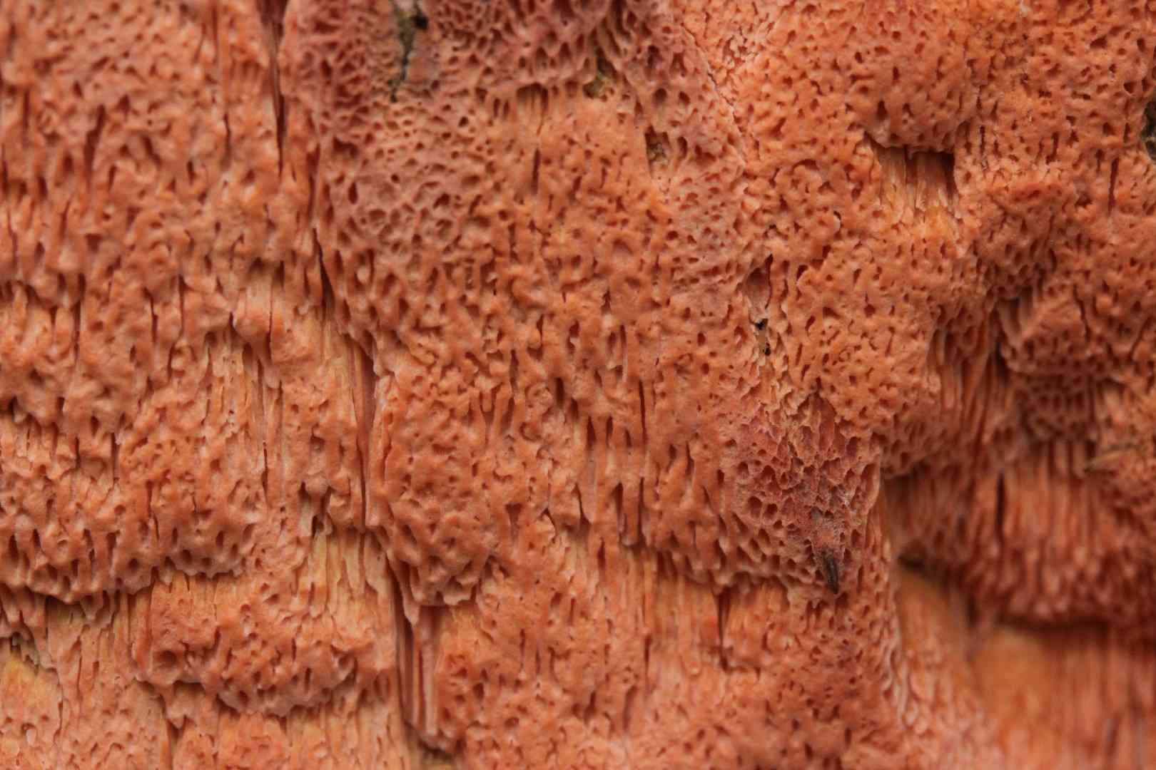 Rhodonia placenta (Rhodonia placenta) thumbnail 2