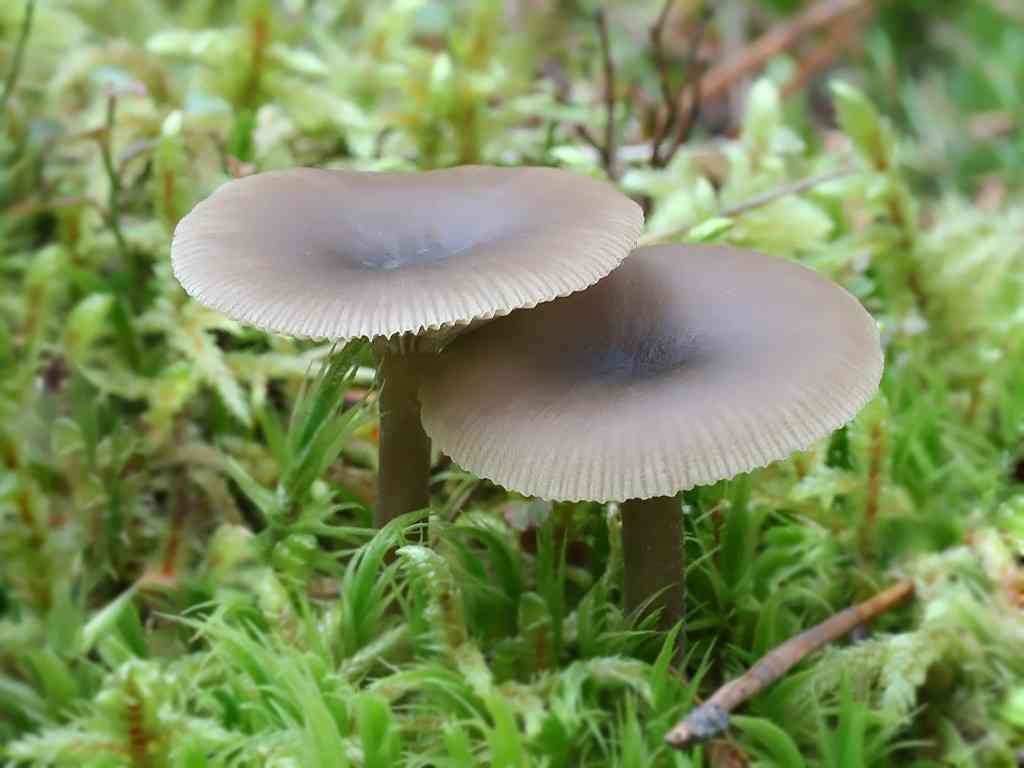 Mealy funnel (Clitocybe vibecina) thumbnail 2