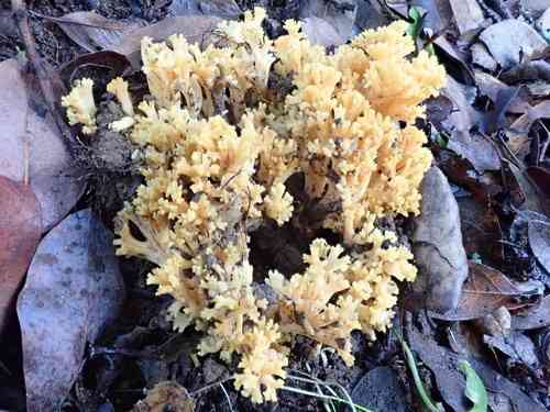 Yellow-tipped coral (Ramaria formosa) thumbnail 2