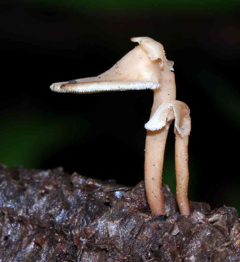 Auriscalpium villipes (Auriscalpium villipes) thumbnail 2
