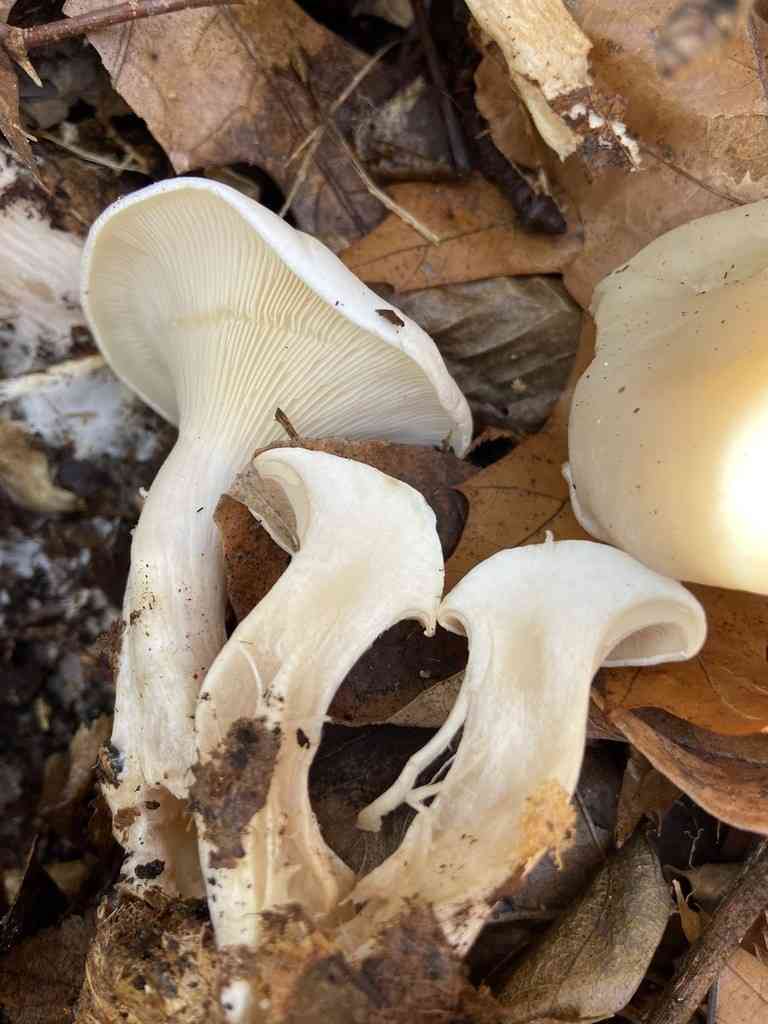 Robust clitocybe (Clitocybe robusta) thumbnail 2