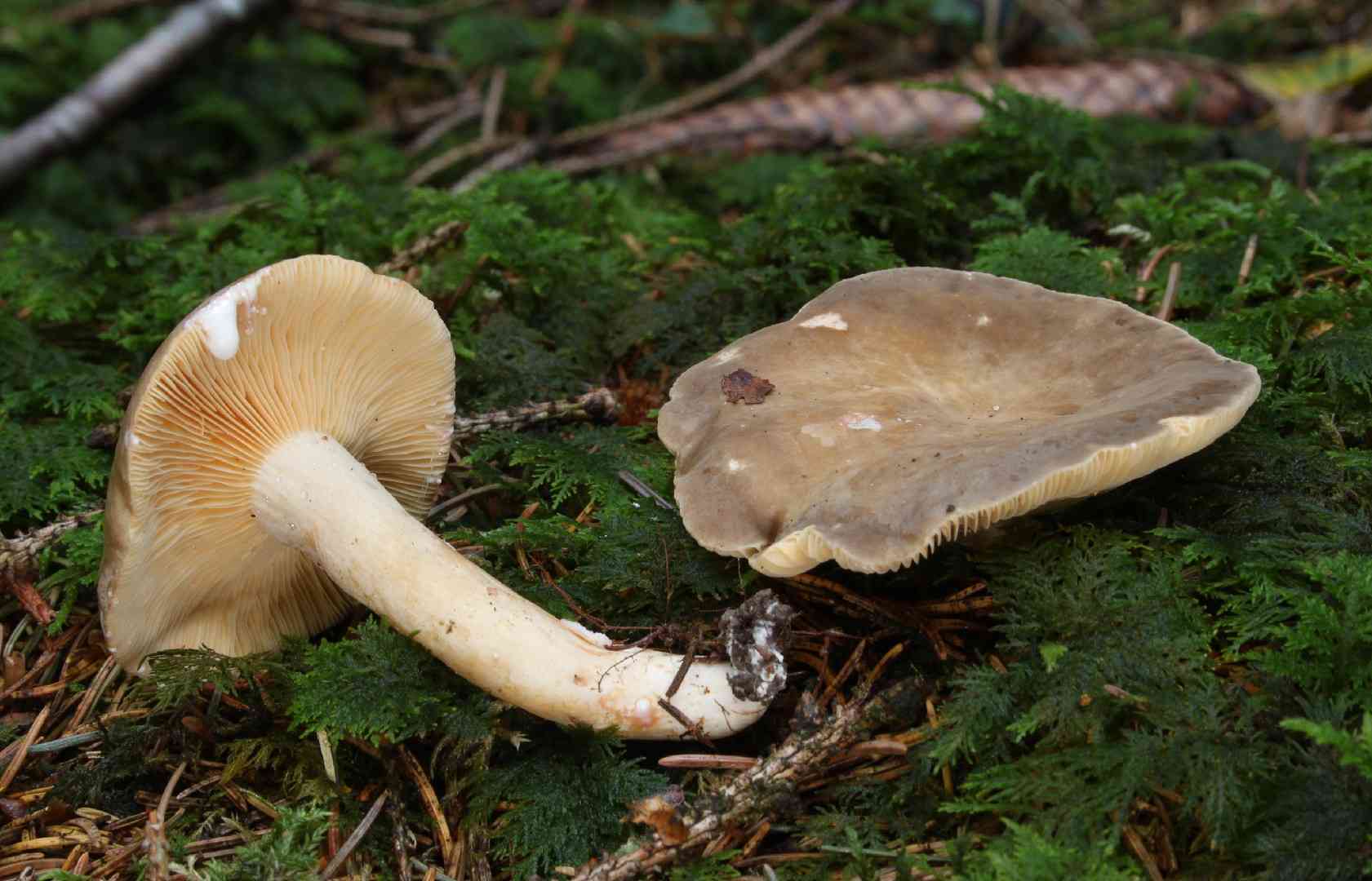 Lactarius pterosporus (Lactarius pterosporus) thumbnail 1