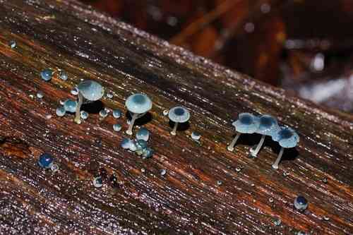 Pixie's parasol (Mycena interrupta) thumbnail 3