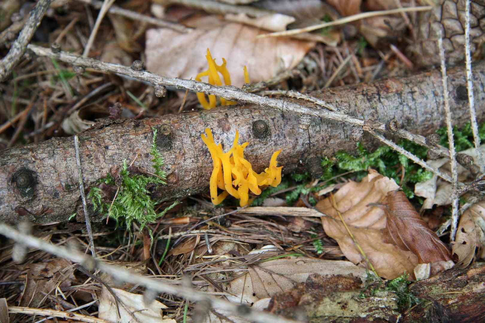 Golden coral fungus (Ramaria aurea) thumbnail 3
