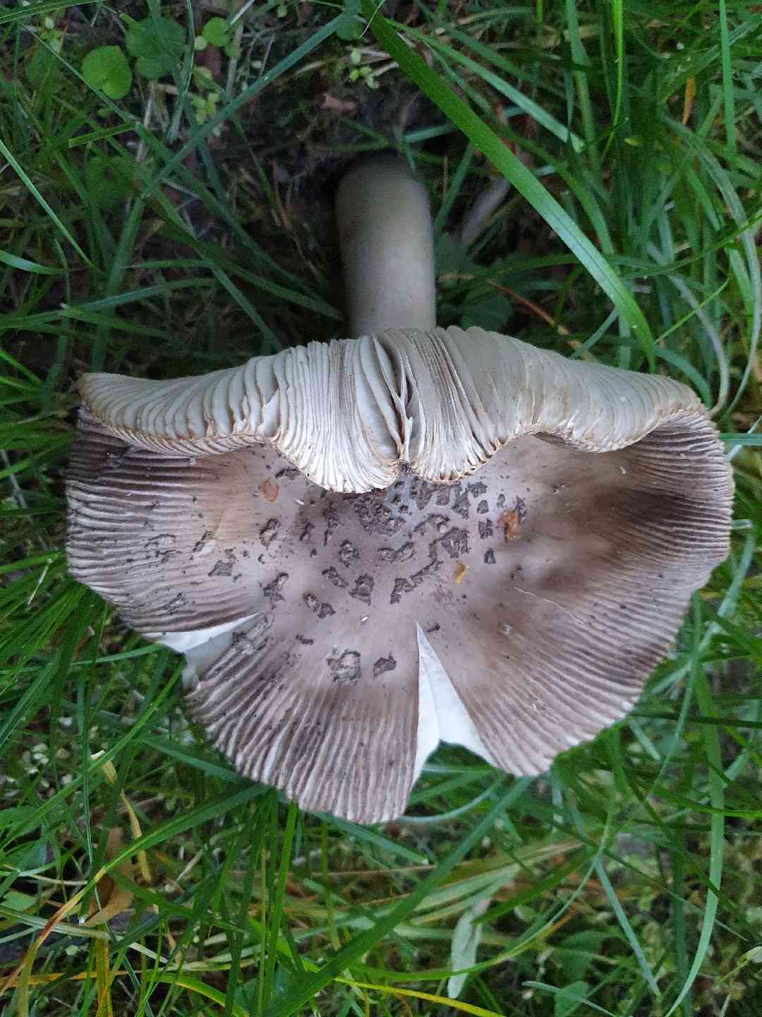 Snakeskin grisette (Amanita ceciliae) thumbnail 2