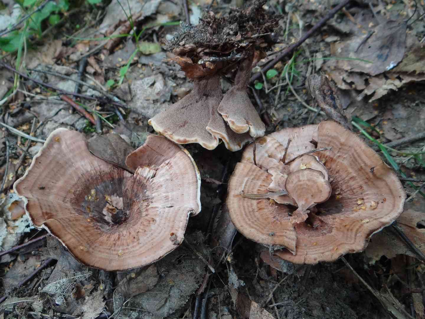 Zoned hydnellum (Hydnellum concrescens) thumbnail 2