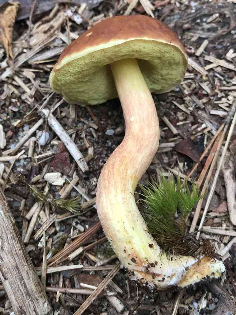 Ashtray bolete (Leccinum rubropunctum) thumbnail 2
