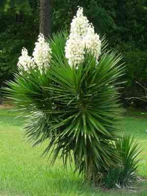 Aloe yucca