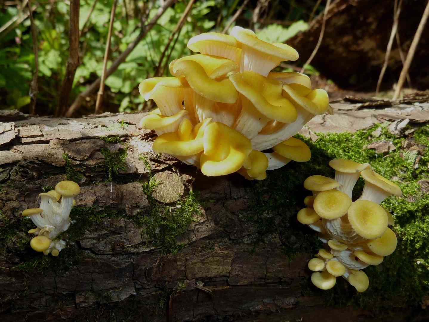 Golden oyster (Pleurotus citrinopileatus) thumbnail 2