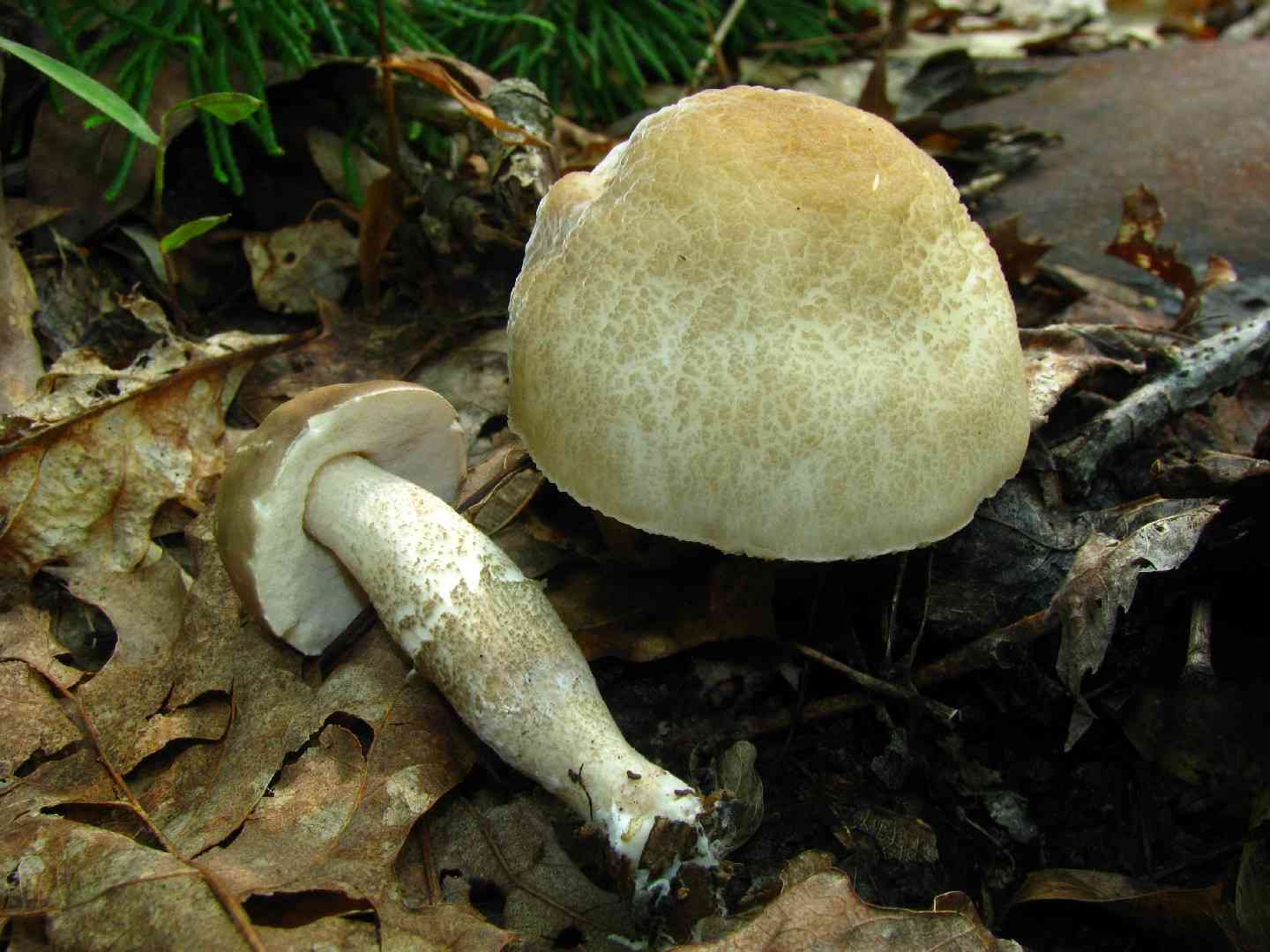 Leccinellum albellum (Leccinellum albellum) thumbnail 3