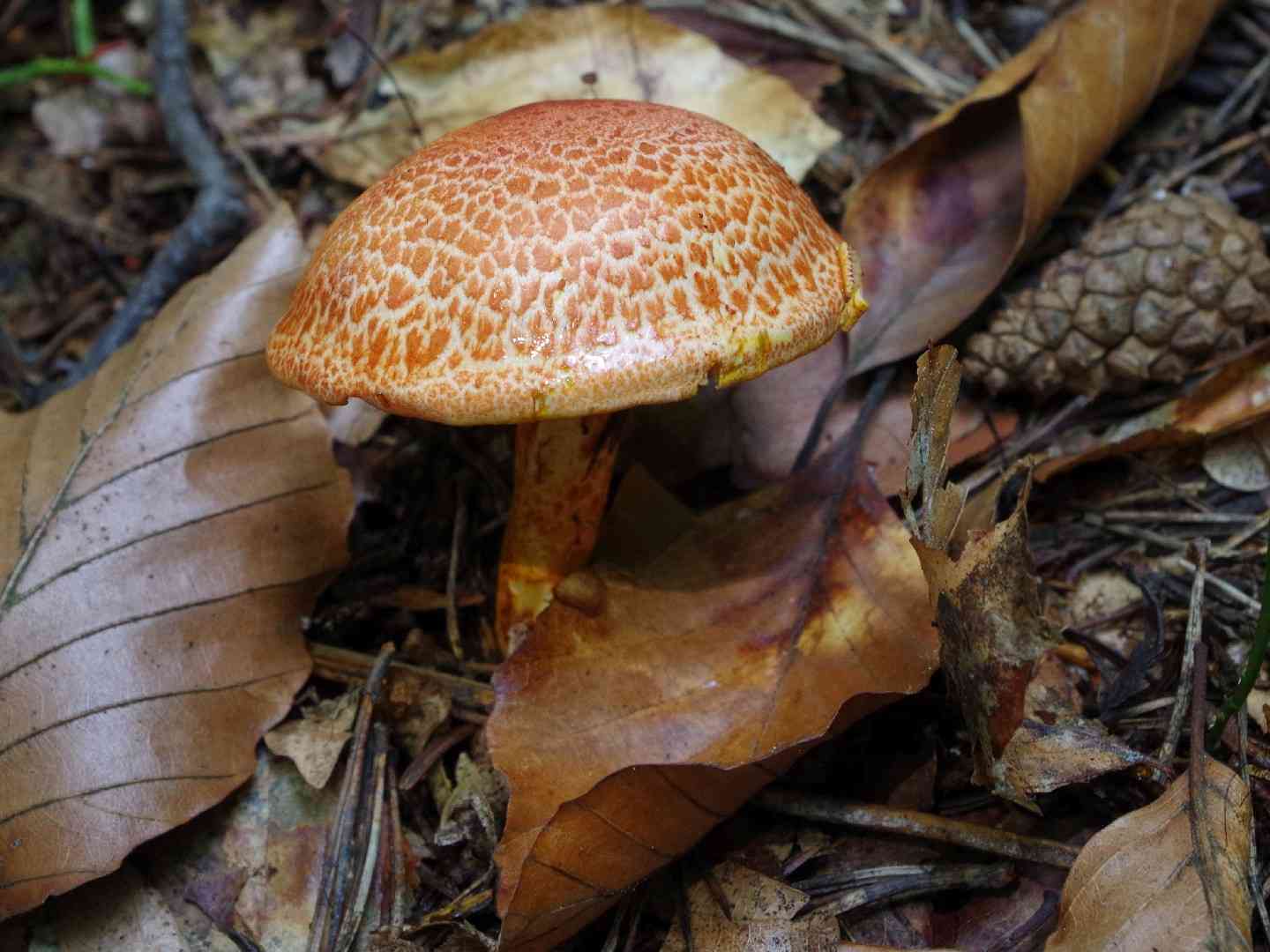 Dapped webcap (Cortinarius bolaris) thumbnail 2