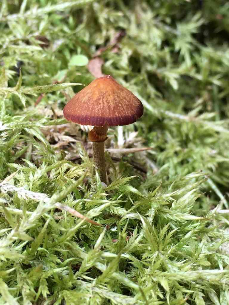 Fool's conecap (Conocybe filaris) thumbnail 3