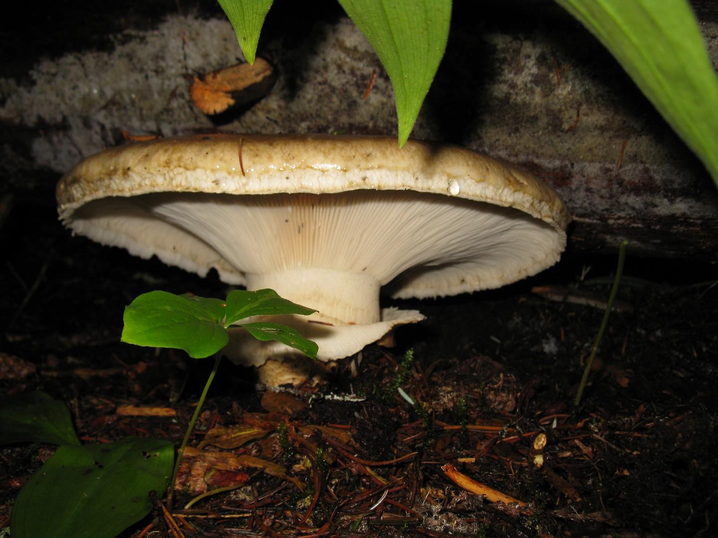 Imperial cap thumbnail 3