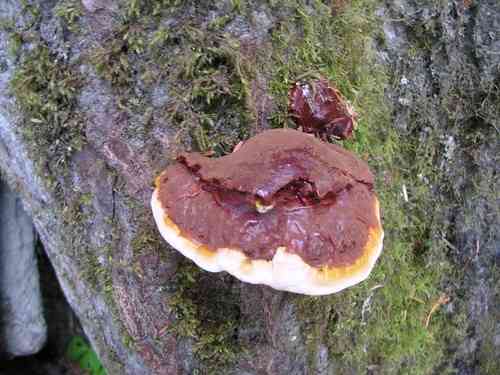 Western varnished conk (Ganoderma oregonense) thumbnail 2