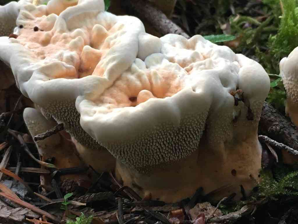 Orange spine (Hydnellum aurantiacum) thumbnail 3