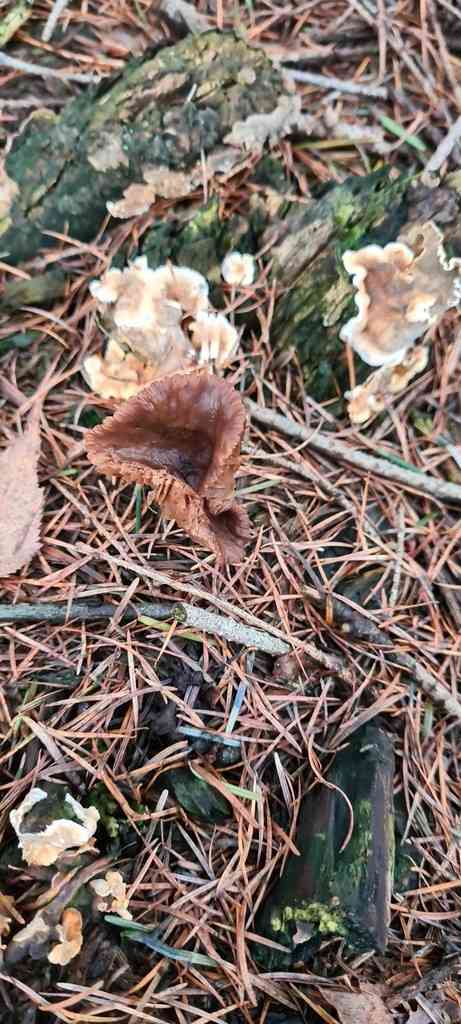 Liver milkcap (Lactarius hepaticus) thumbnail 2