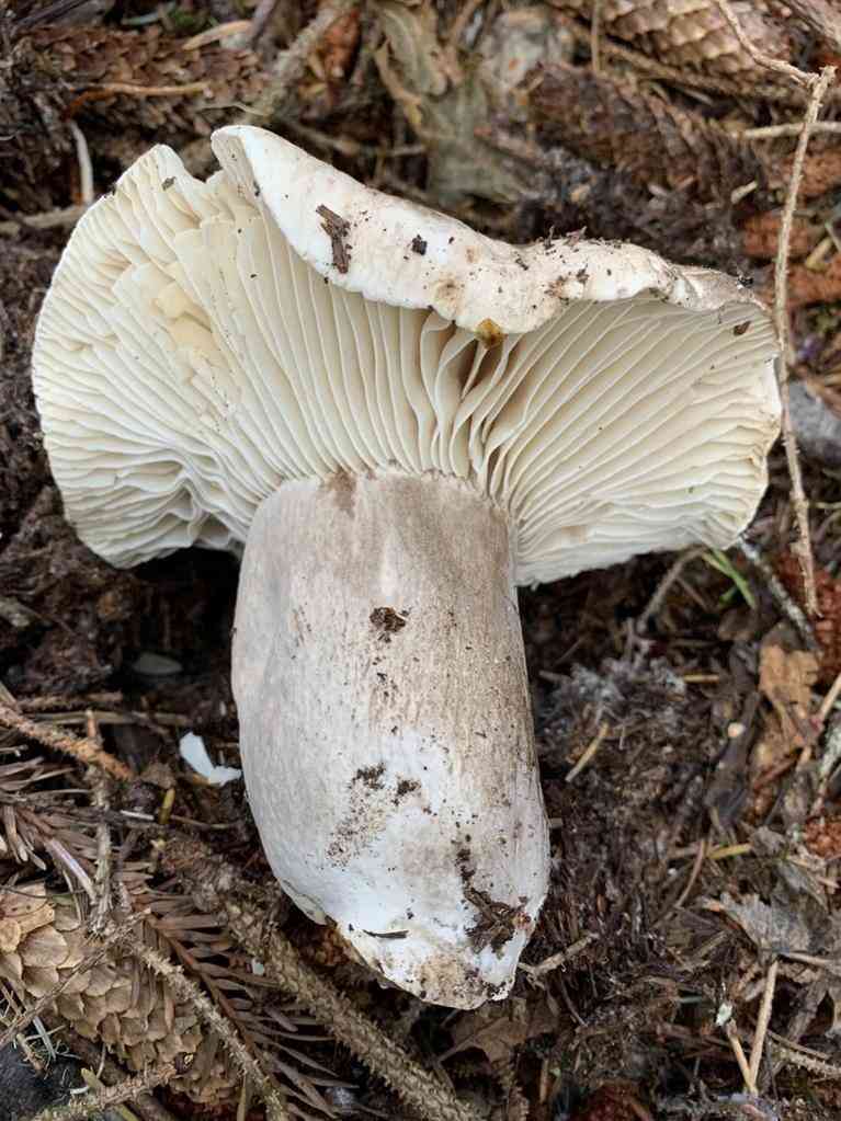 Blackening russula (Russula nigricans) thumbnail 1