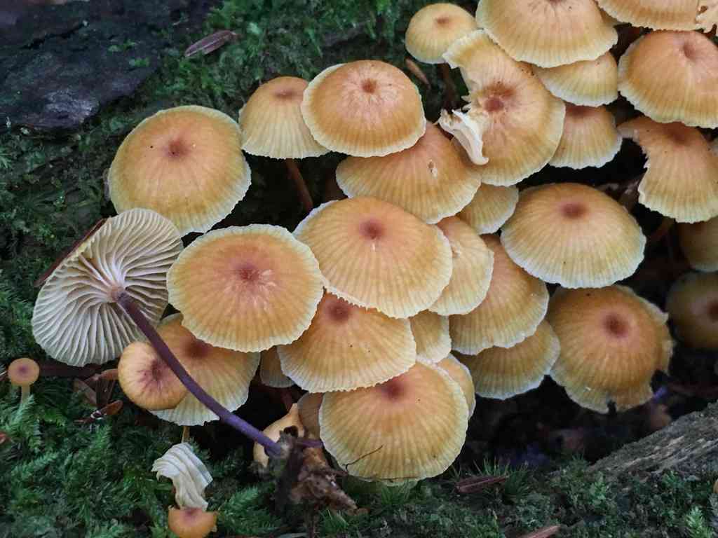 Xeromphalina kauffmanii (Xeromphalina kauffmanii) thumbnail 3
