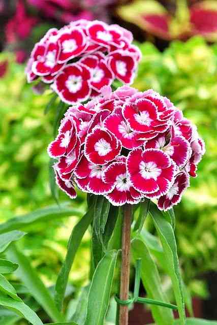 Sweet william