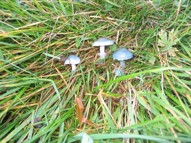 Peppery roundhead (Stropharia pseudocyanea) thumbnail 1