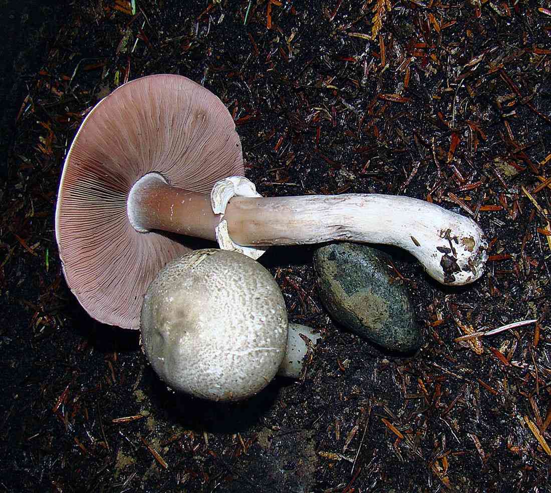 Felt-ringed agaricus (Agaricus hondensis) thumbnail 3