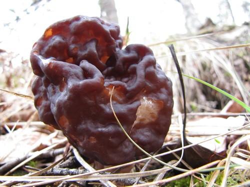 False morel thumbnail 2