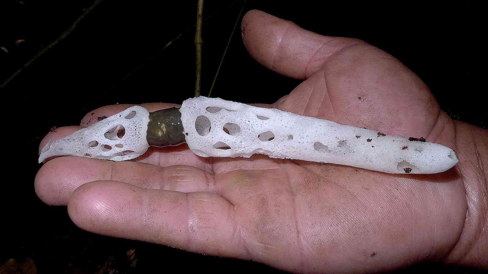 Tropical stinkhorn (Staheliomyces cinctus) thumbnail 1