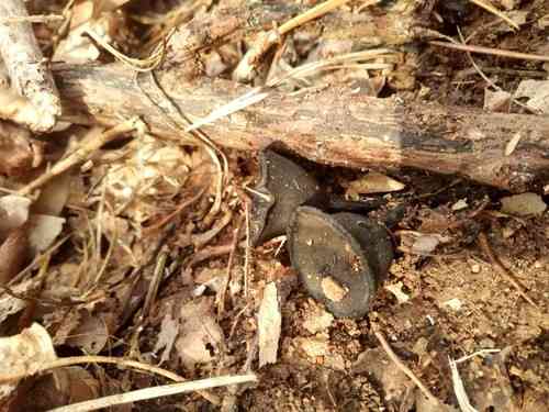 Devil's urn (Urnula craterium) thumbnail 2