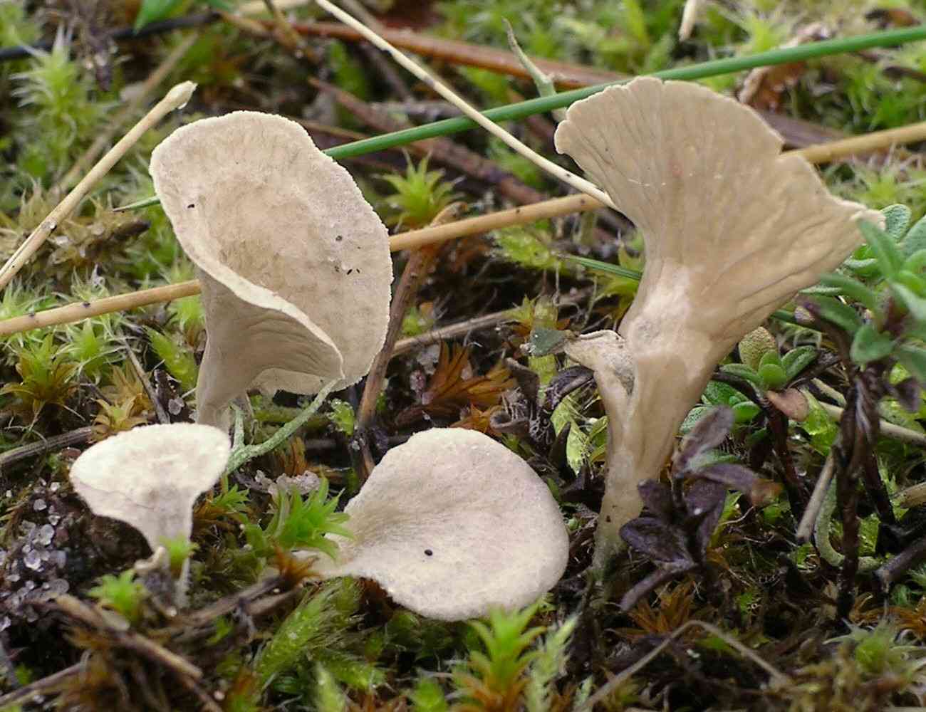 Spatulate oysterling (Arrhenia spathulata) thumbnail 3