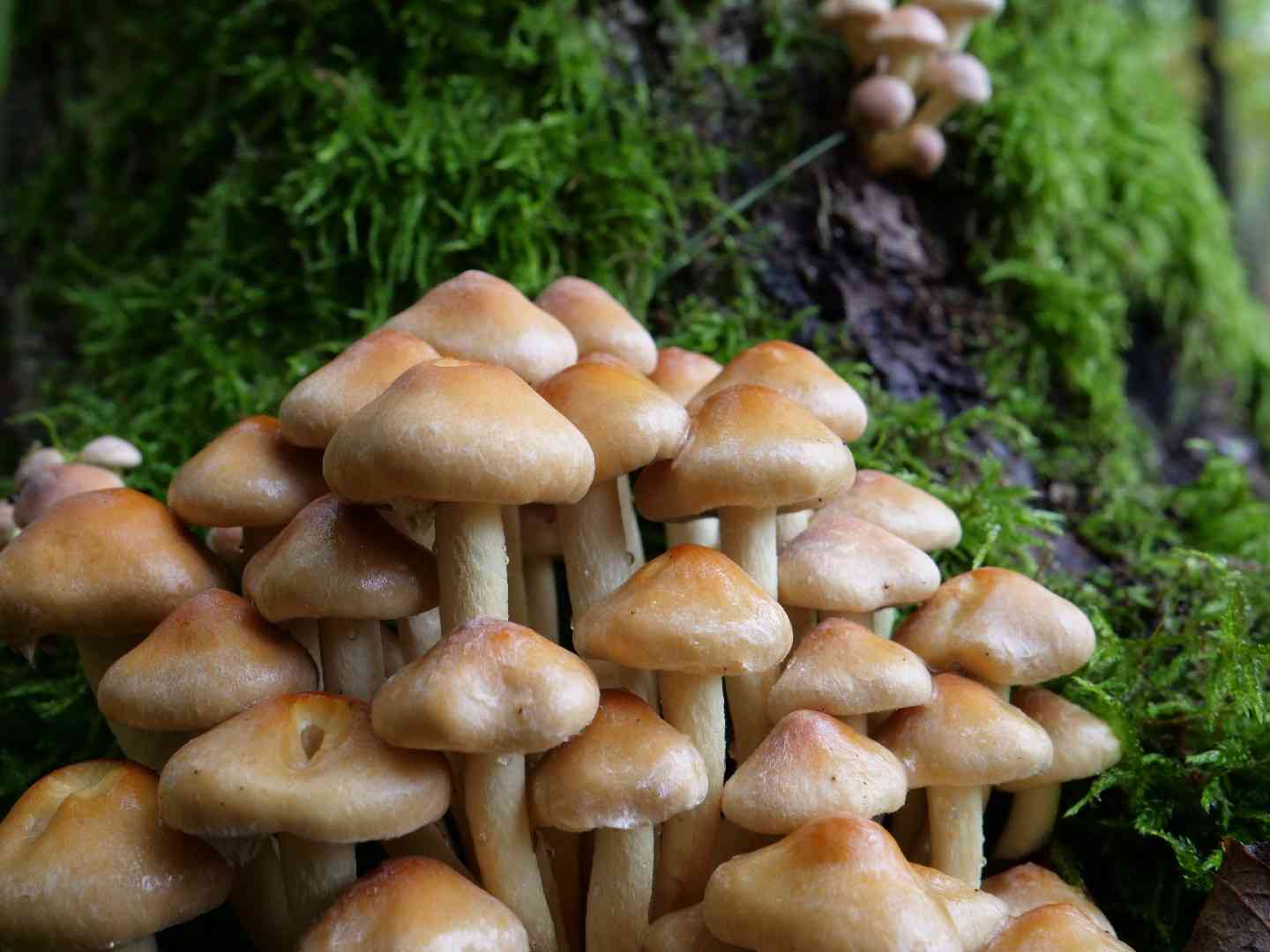 Brick cap (Hypholoma lateritium) thumbnail 2