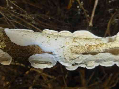 Netted crust (Byssomerulius corium) thumbnail 3