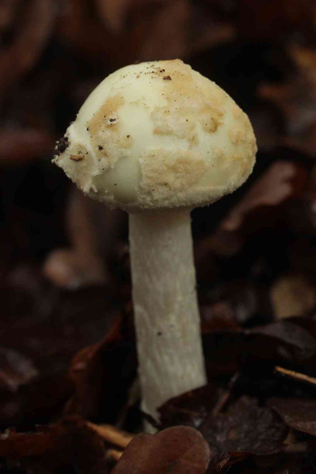 False death cap (Amanita citrina) thumbnail 2