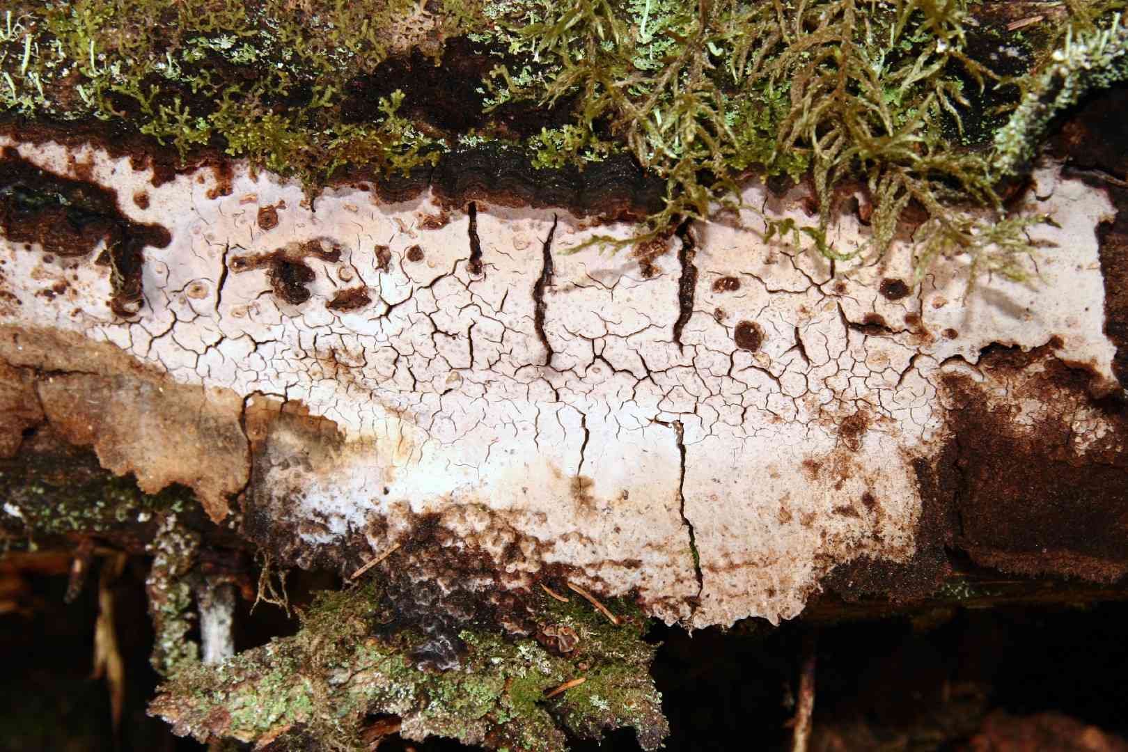 Cystostereum murrayi (Cystostereum murrayi) thumbnail 1