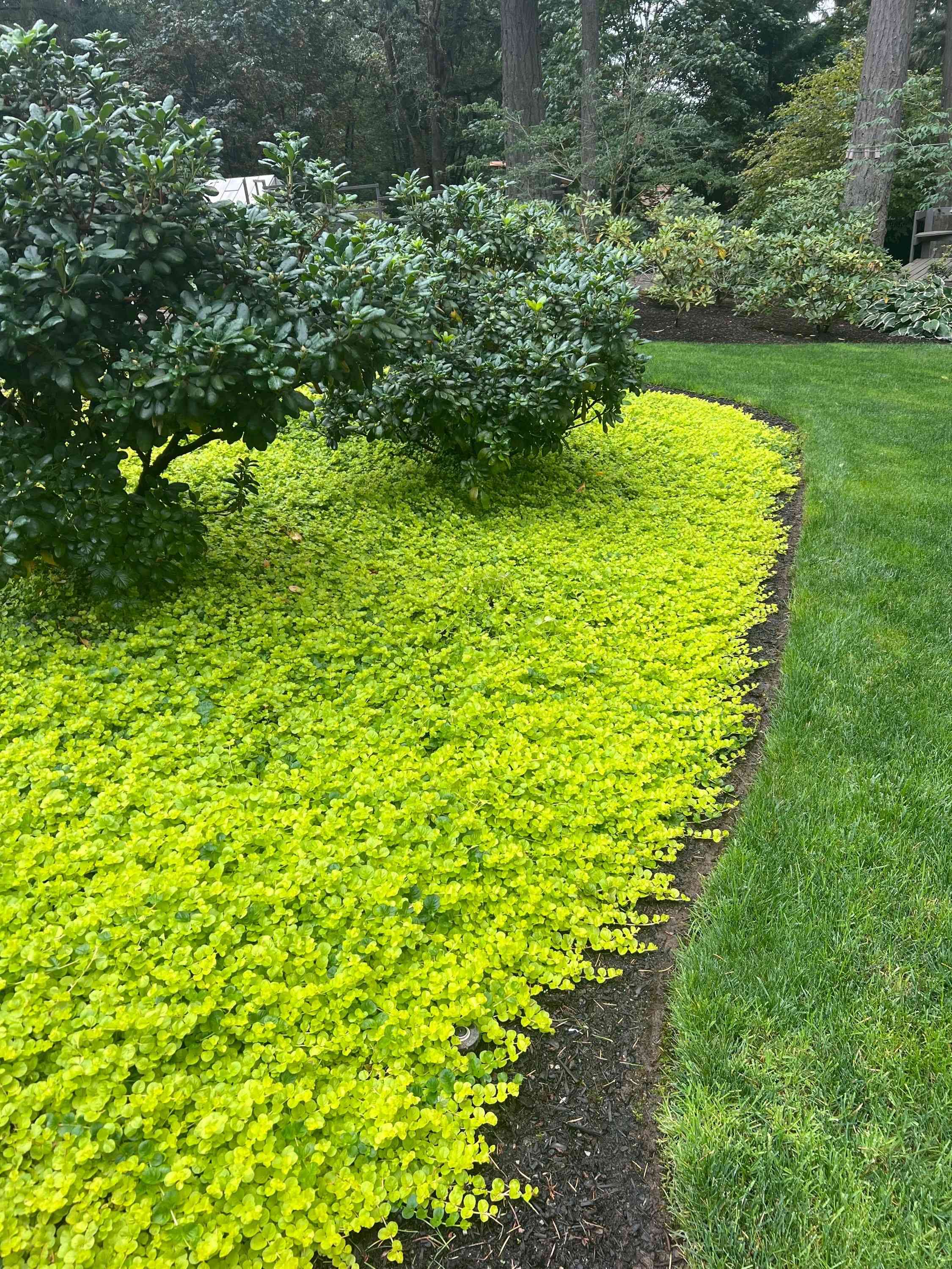 Creeping jenny