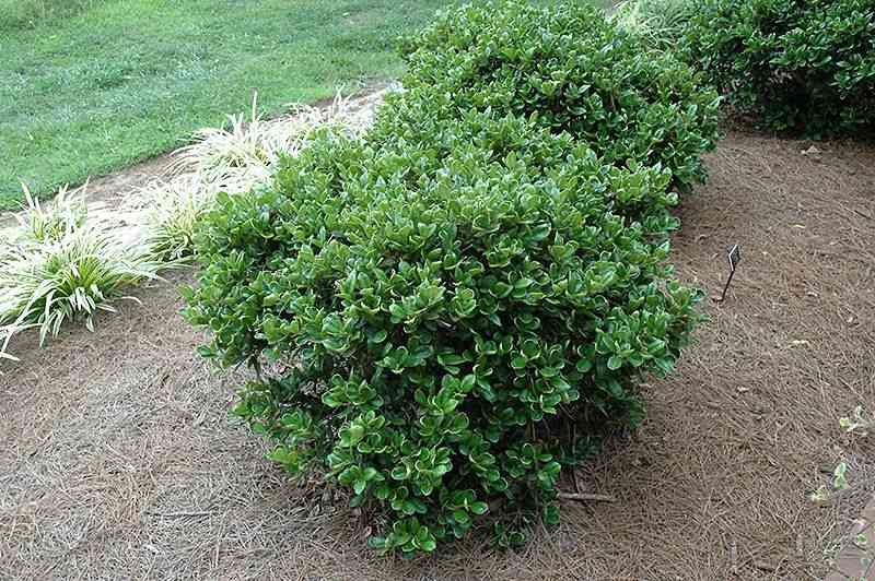 Chinese holly