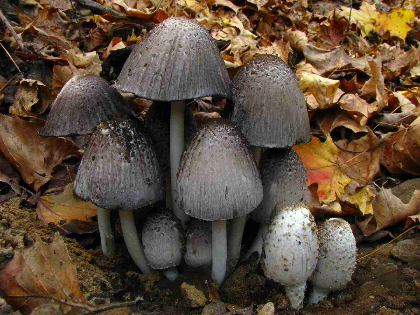 Common ink cap (Coprinopsis atramentaria)