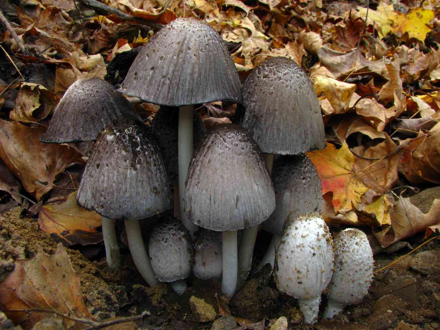 Common ink cap (Coprinopsis atramentaria) thumbnail 1