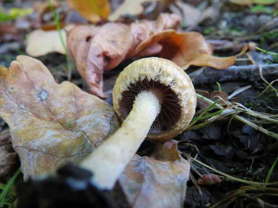 Lacrymaria pyrotricha (Lacrymaria pyrotricha) thumbnail 1