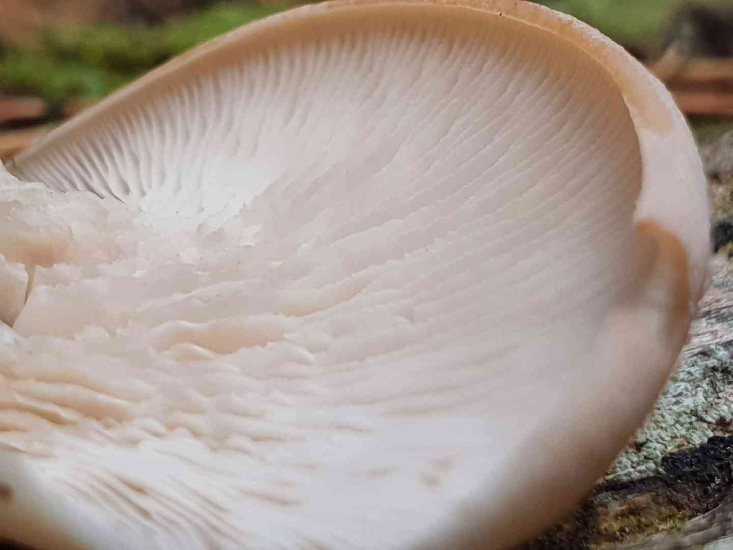 Lentinellus castoreus (Lentinellus castoreus) thumbnail 3