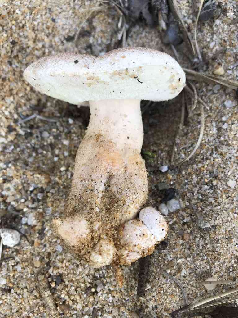 Gyroporus subalbellus (Gyroporus subalbellus) thumbnail 3