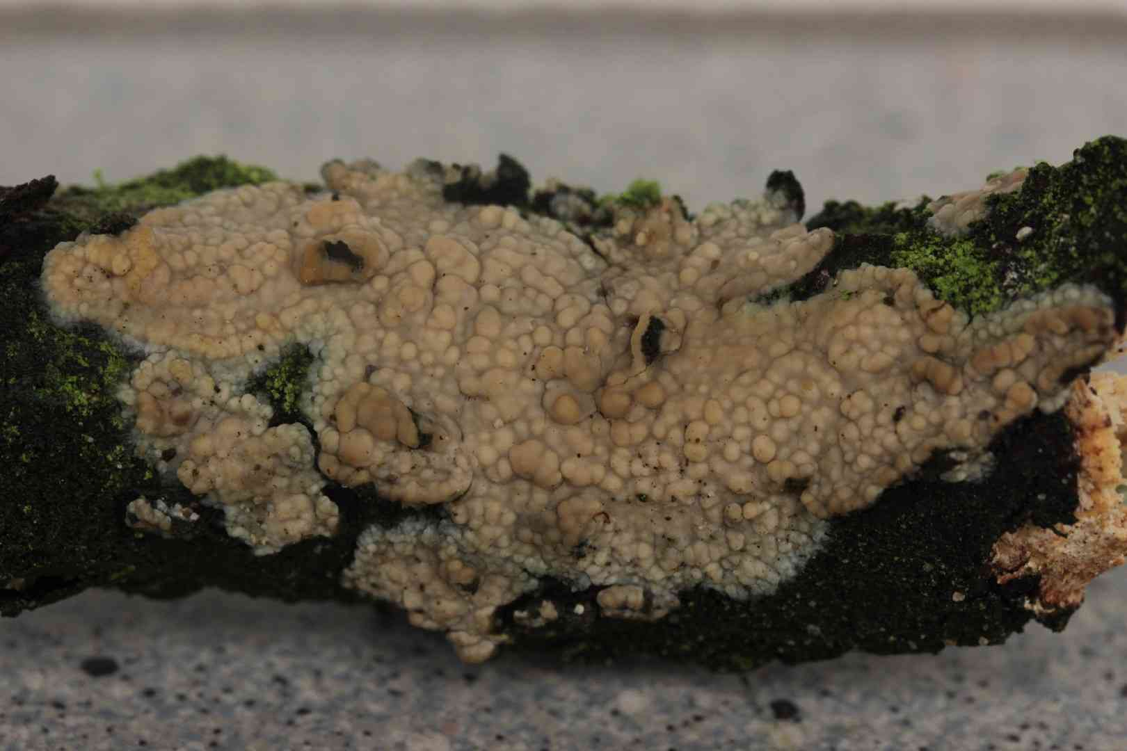 Confluent radulomyces (Radulomyces confluens) thumbnail 3