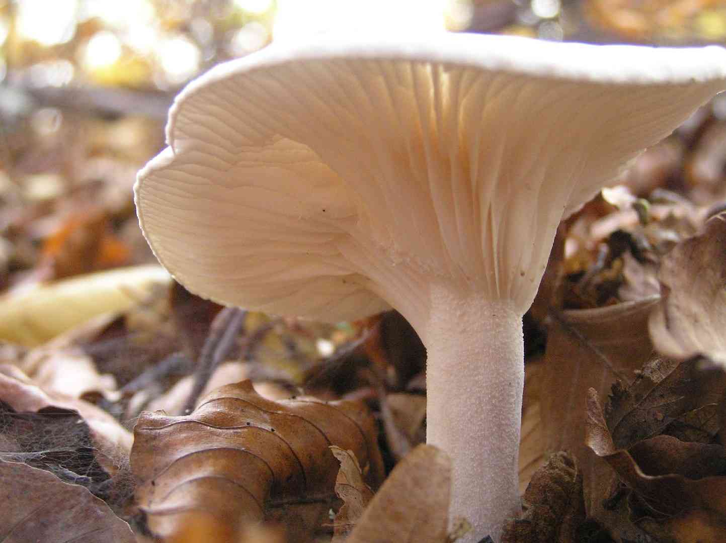 Yellowing woodwax (Hygrophorus discoxanthus) thumbnail 2