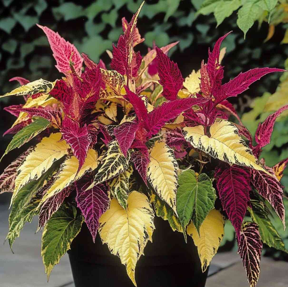 Amaranthus tricolor