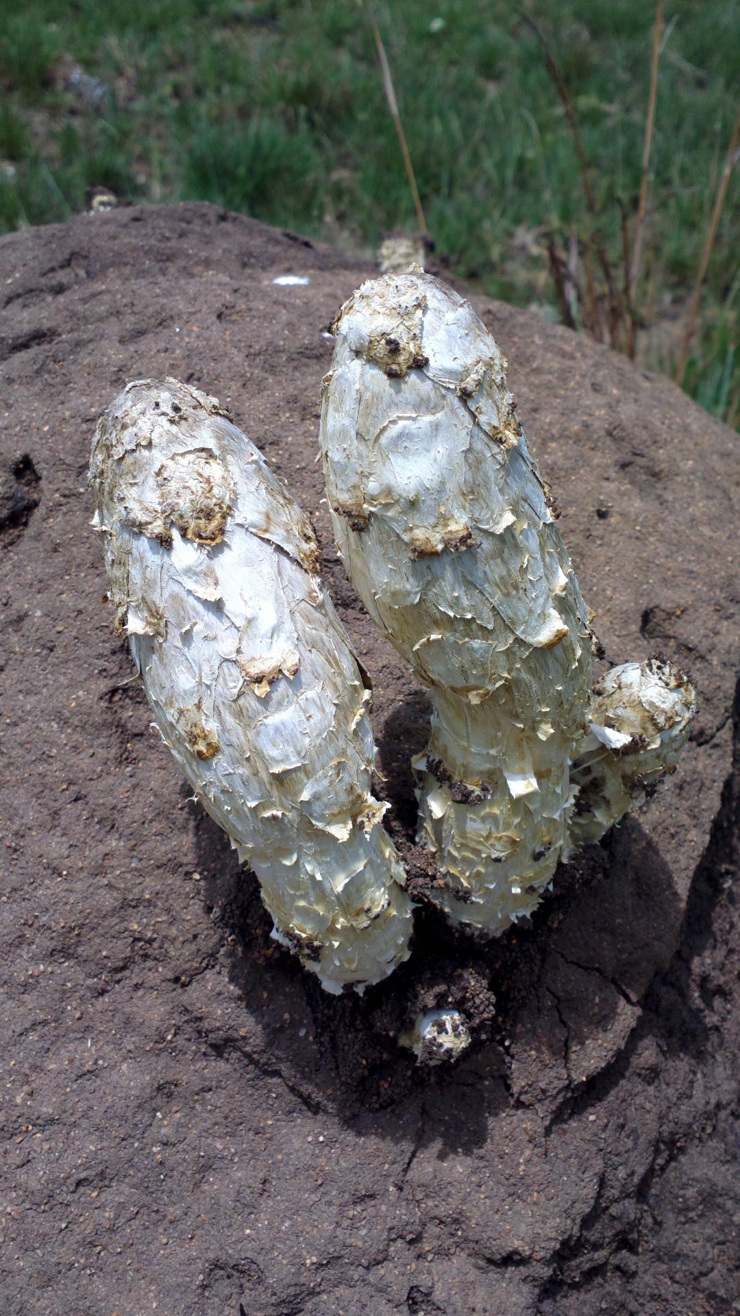 Desert shaggy mane