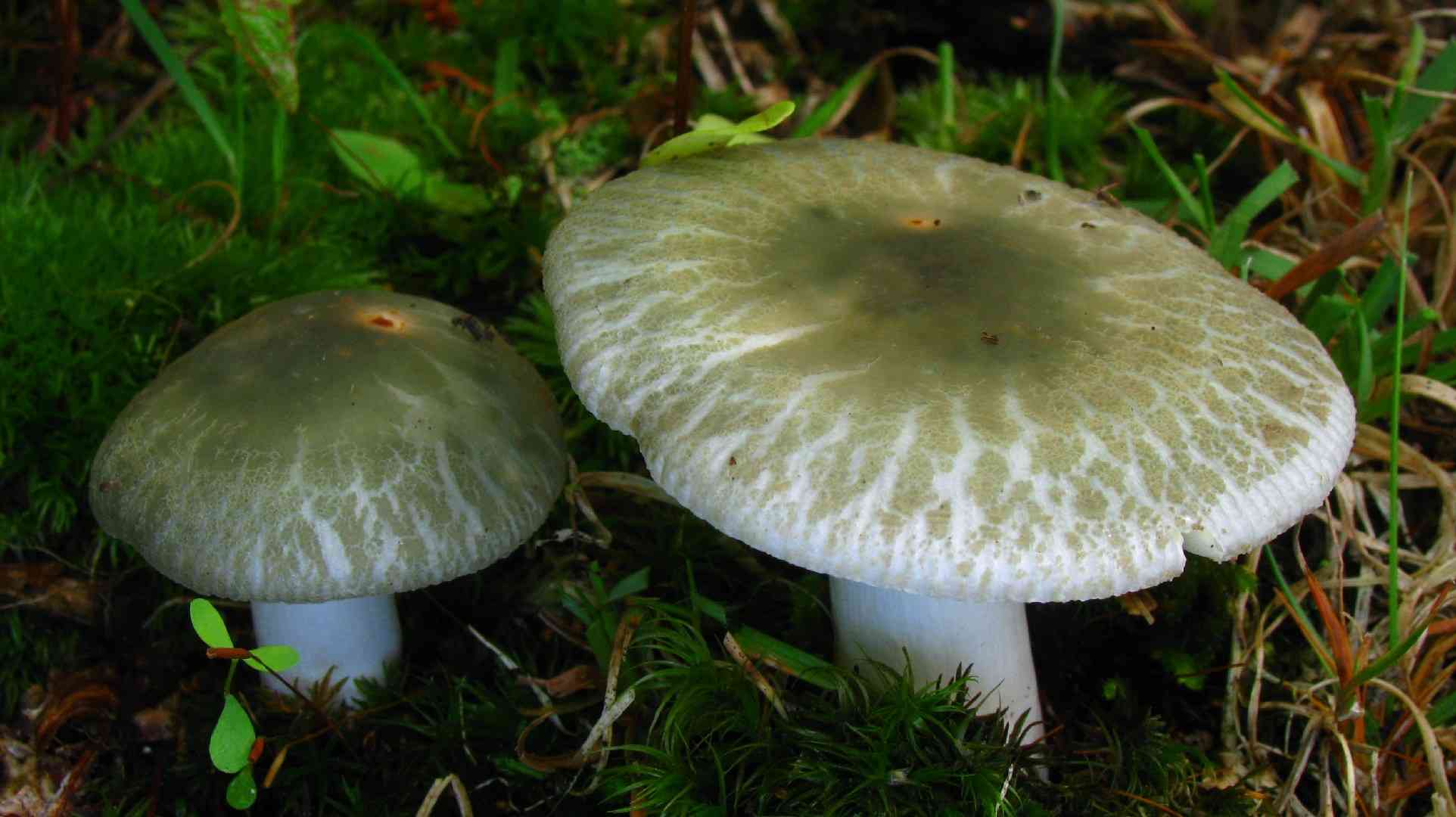 Russula_parvovirescens (Russula parvovirescens) thumbnail 2