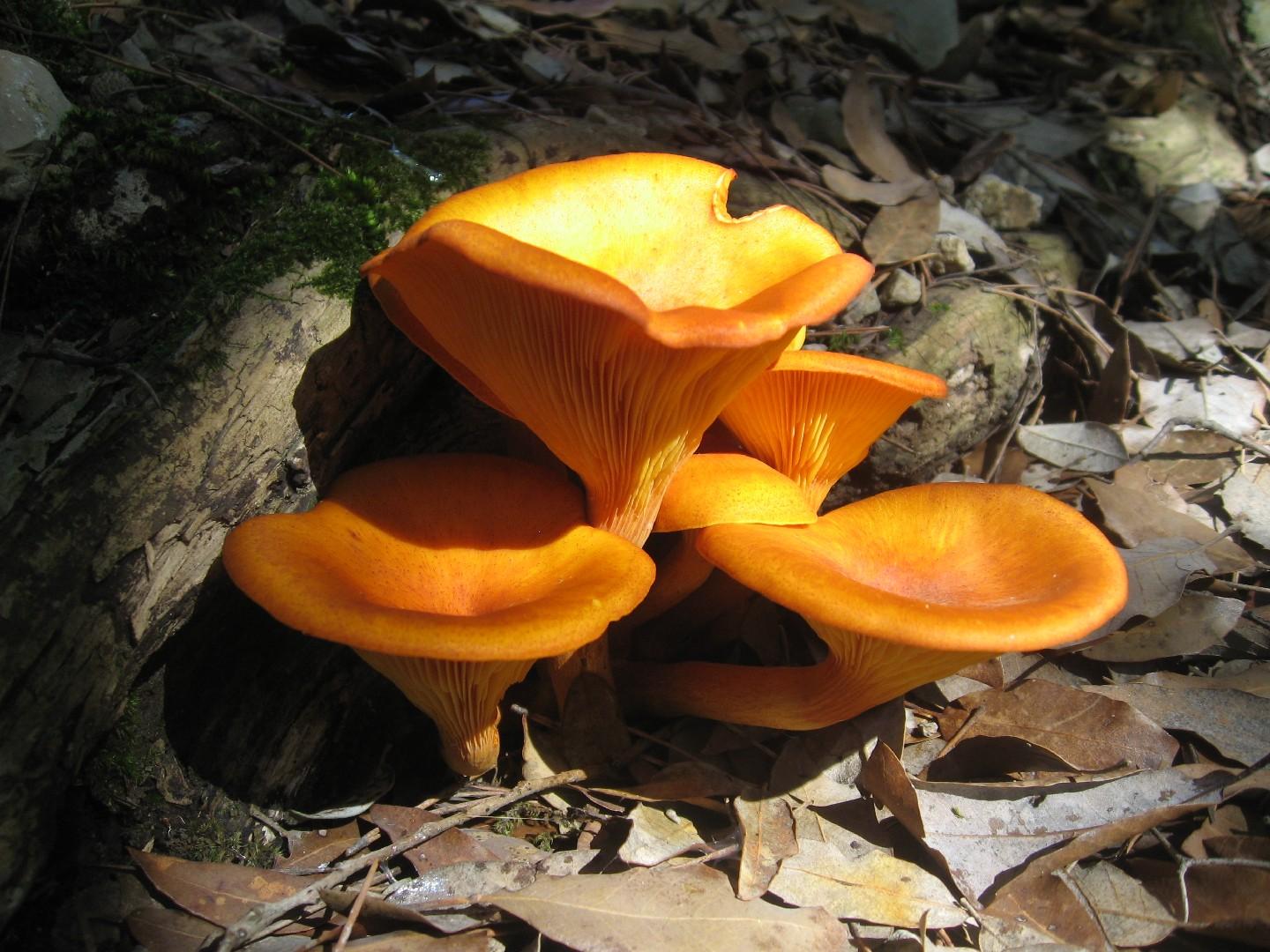 Jack-o'-lantern